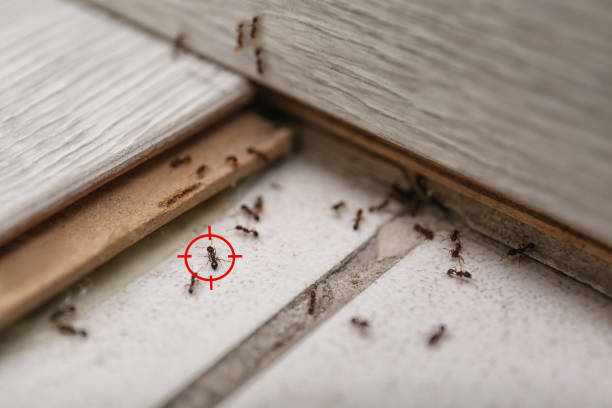 Best Pest Removal Services  in Midland Park, NJ