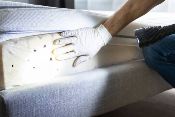 Flea Control Services in Midland Park, NJ